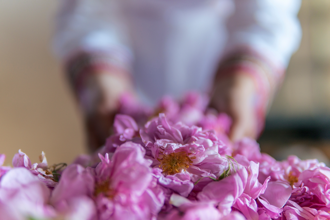 The Timeless Beauty Elixir: A History of Rose Water in Skincare